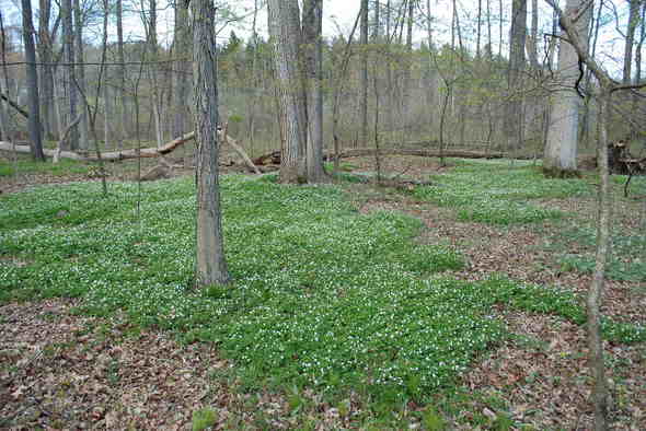 false rue anemone5.JPG